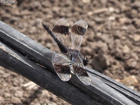Brachythemis impartita  Brachythemis impartita,Geotagged,Israel,Northern Banded Groundling,Spring