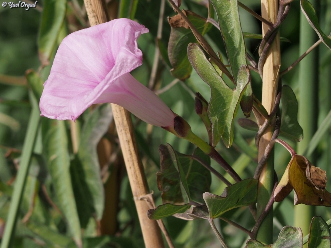 Ipomoea sagittata  Geotagged,Ipomoea sagittata,Israel,Saltmarsh morning glory,Spring