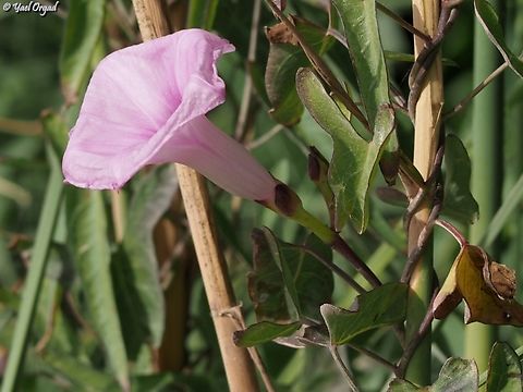 Ipomoea sagittata  Geotagged,Ipomoea sagittata,Israel,Saltmarsh morning glory,Spring