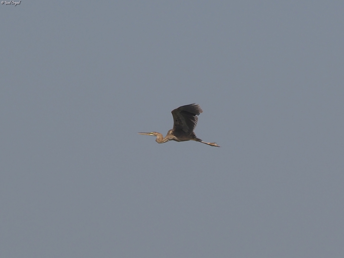Ardea purpurea  Ardea purpurea,Geotagged,Israel,Purple heron,Spring