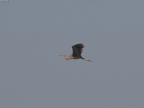 Ardea purpurea  Ardea purpurea,Geotagged,Israel,Purple heron,Spring