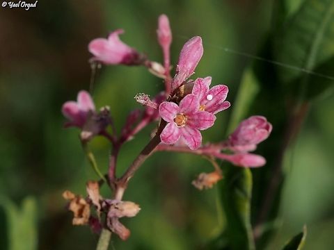 Trachomitum venetum  Apocynum venetum,Geotagged,Israel,Spring,Sword-leaf dogbane