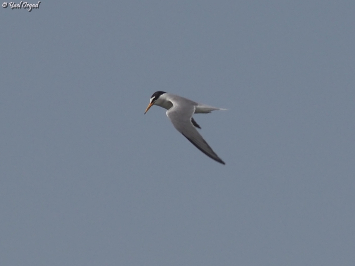 Sternula albifrons  Geotagged,Israel,Little tern,Spring,Sternula albifrons