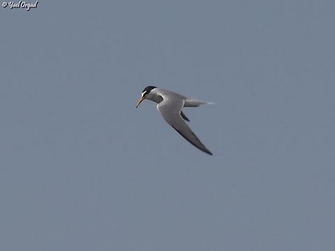 Sternula albifrons  Geotagged,Israel,Little tern,Spring,Sternula albifrons