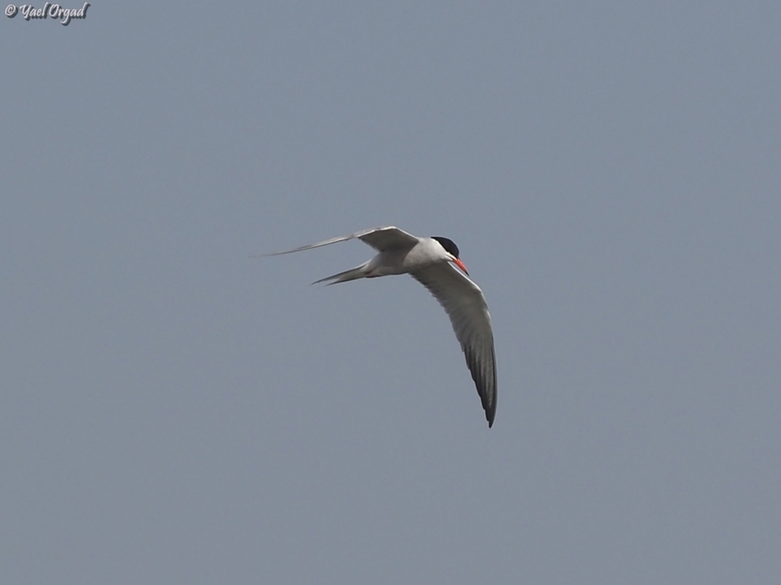 Sterna hirundo  Common tern,Geotagged,Israel,Spring,Sterna hirundo