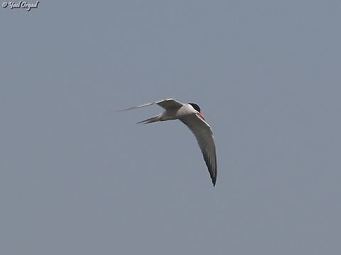 Sterna hirundo  Common tern,Geotagged,Israel,Spring,Sterna hirundo