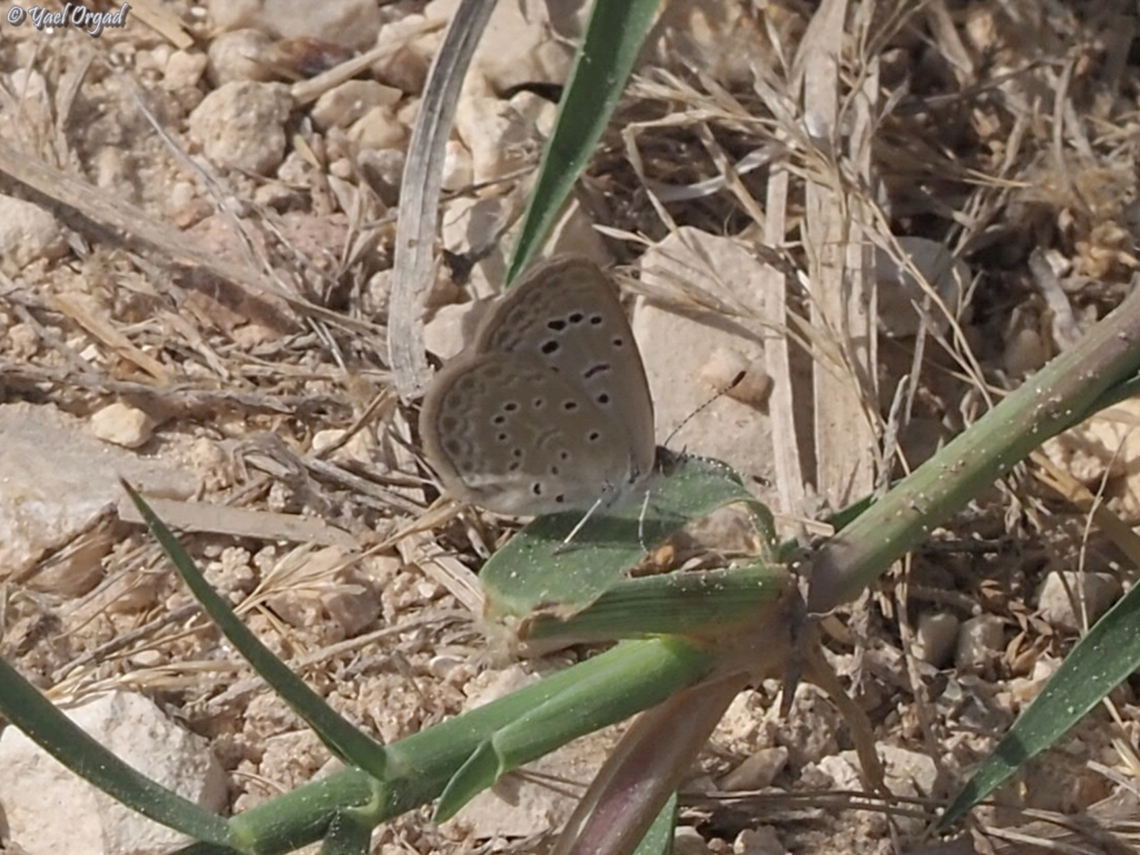 Zizeeria karsandra  Dark grass blue,Geotagged,Israel,Spring,Zizeeria karsandra