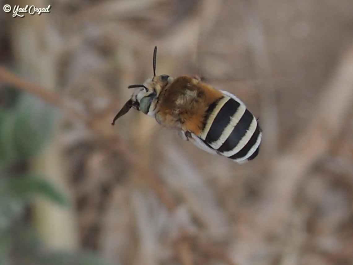 Amegilla sp. a really nice solitary wild bee. with this picture, my expert friend can&#039;t identify the exact species.  Amegilla sp.,Geotagged,Israel,Spring
