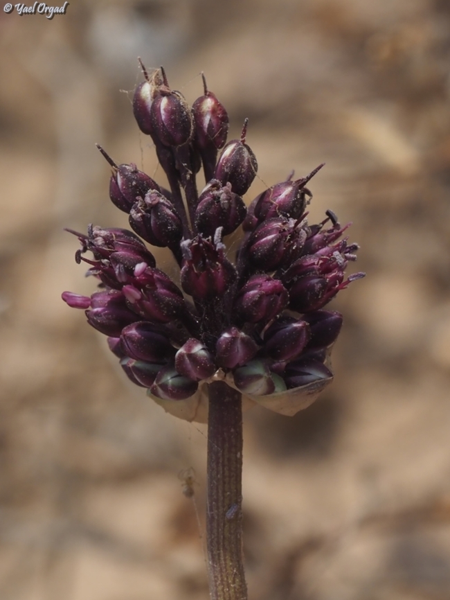 Allium curtum  Allium curtum,Allium curtum palaestinum,Allium curtum ssp palaestinum,Geotagged,Israel,Spring