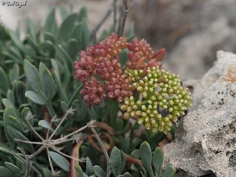 Crithmum maritimum fruit in 2 colors Crithmum maritimum,Geotagged,Israel,Rock Samphire,Spring
