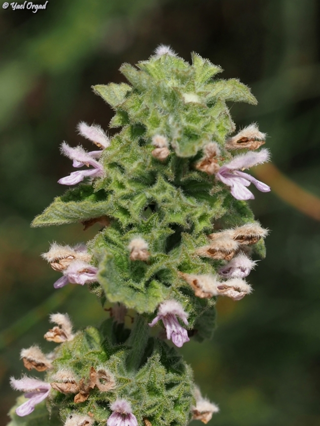 Ballota philistaea  Ballota philistaea,Geotagged,Israel,Spring