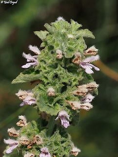 Ballota philistaea  Ballota philistaea,Geotagged,Israel,Spring