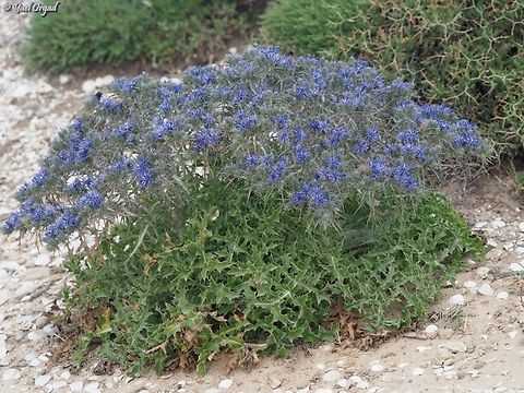 Cardopatium corymbosum  Cardopatium corymbosum,Corymbose Distaff Thistle,Geotagged,Israel,Spring