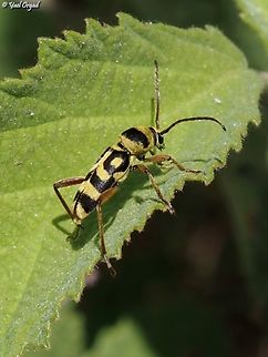 Chlorophorus varius  Chlorophorus varius,Geotagged,Grape Wood Borer,Israel,Spring