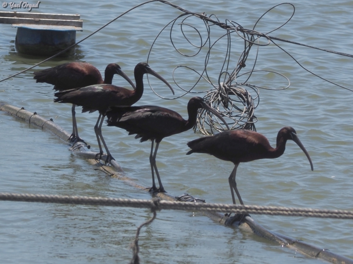Plegadis falcinellus  Geotagged,Glossy Ibis,Israel,Plegadis falcinellus,Spring