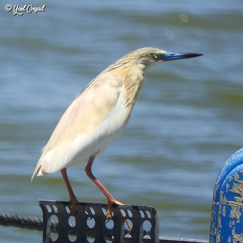 Ardeola ralloides  Ardeola ralloides,Geotagged,Israel,Spring,Squacco Heron