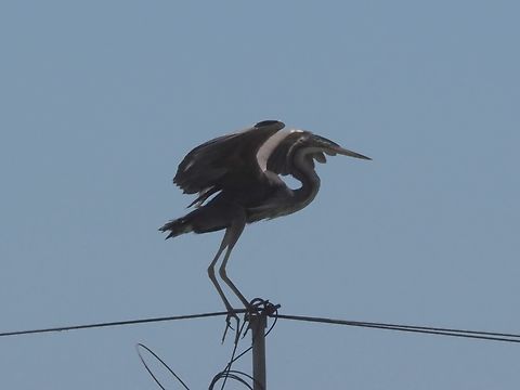 Ardea purpurea  Ardea purpurea,Geotagged,Israel,Purple heron,Spring