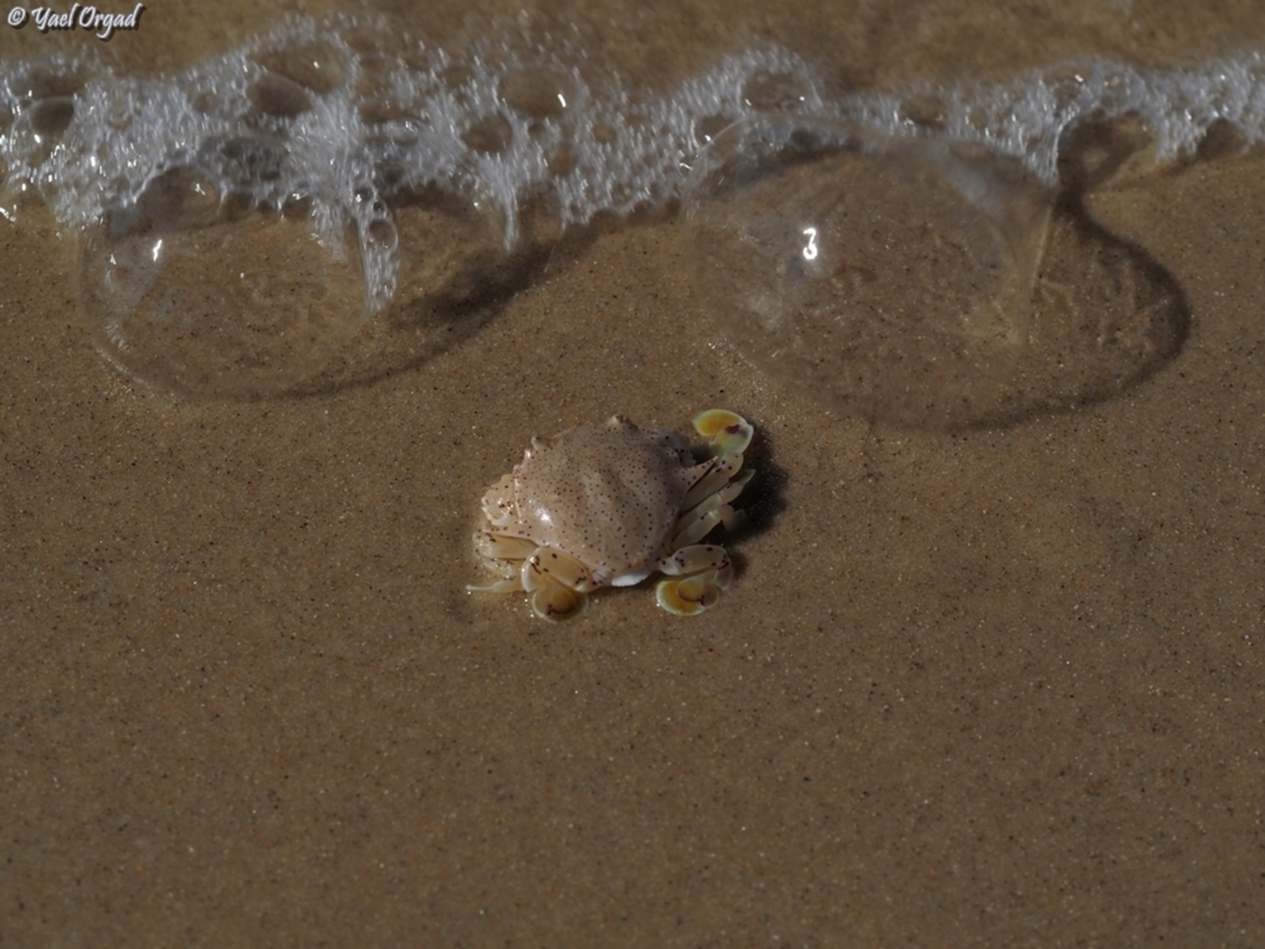 New invader: Matuta victor this crab originates in the Indian ocean, but arrived to the Mediterranean sea through the newly built Suez canal, now it is invasive in the Eastern Mediterranean.  Fall,Geotagged,Israel,Matuta victor