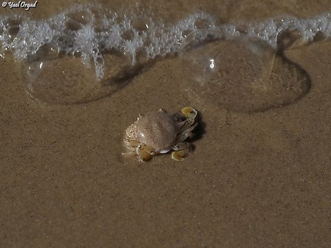 New invader: Matuta victor this crab originates in the Indian ocean, but arrived to the Mediterranean sea through the newly built Suez canal, now it is invasive in the Eastern Mediterranean.  Fall,Geotagged,Israel,Matuta victor