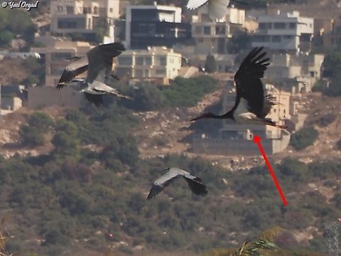 Black Stork and several Grey Herons Overlooking the Israeli-Arab village Fureidis, on the lower slopes of Mount Carmel.  Black Stork,Ciconia nigra,Fall,Geotagged,Israel
