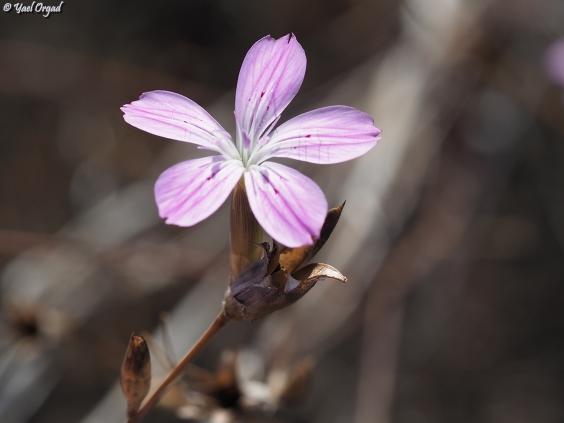 Dianthus strictus  Dianthus strictus,Fall,Geotagged,Israel,Wild Pink