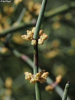 Ephedra foeminea  Ephedra foeminea,Fall,Geotagged,Israel