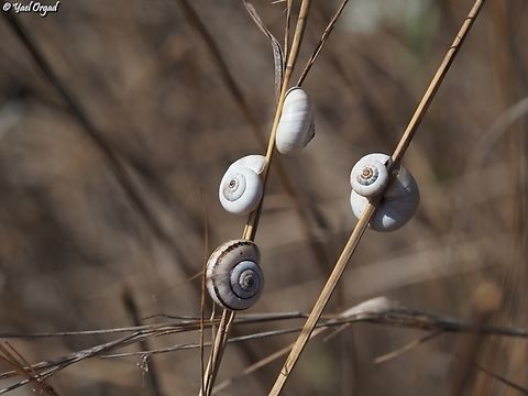 Theba pisana  Fall,Geotagged,Israel,Theba pisana,White Italian snail