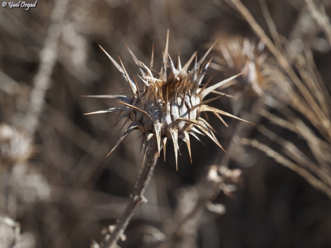 Onopordum carduiforme  Fall,False-Plumed Thistle,Geotagged,Israel,Onopordum carduiforme