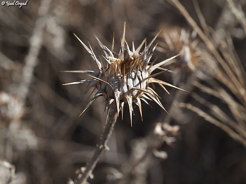 Onopordum carduiforme  Fall,False-Plumed Thistle,Geotagged,Israel,Onopordum carduiforme