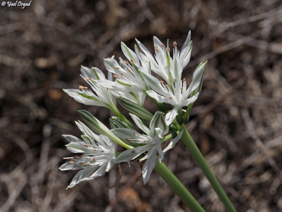 Vagaria parviflora  Fall,Geotagged,Israel,Vagaria parviflora