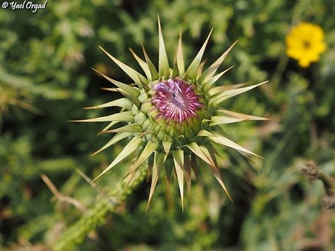 Onopordum carduiforme  False-Plumed Thistle,Geotagged,Israel,Onopordum carduiforme,Spring