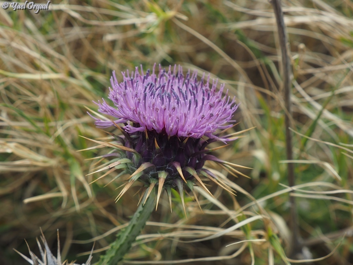 Onopordum carduiforme  False-Plumed Thistle,Geotagged,Israel,Onopordum carduiforme,Spring