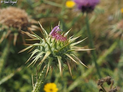 Onopordum carduiforme  False-Plumed Thistle,Geotagged,Israel,Onopordum carduiforme,Spring
