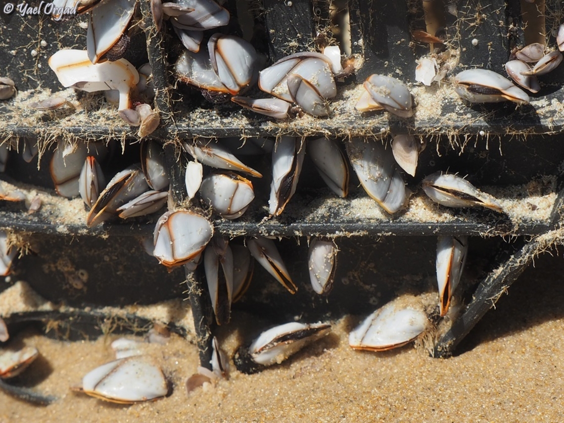 Lepas indica  Geotagged,Israel,Lepas indica,Spring