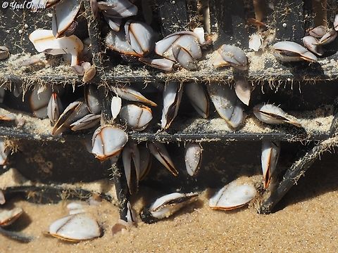 Lepas indica  Geotagged,Israel,Lepas indica,Spring