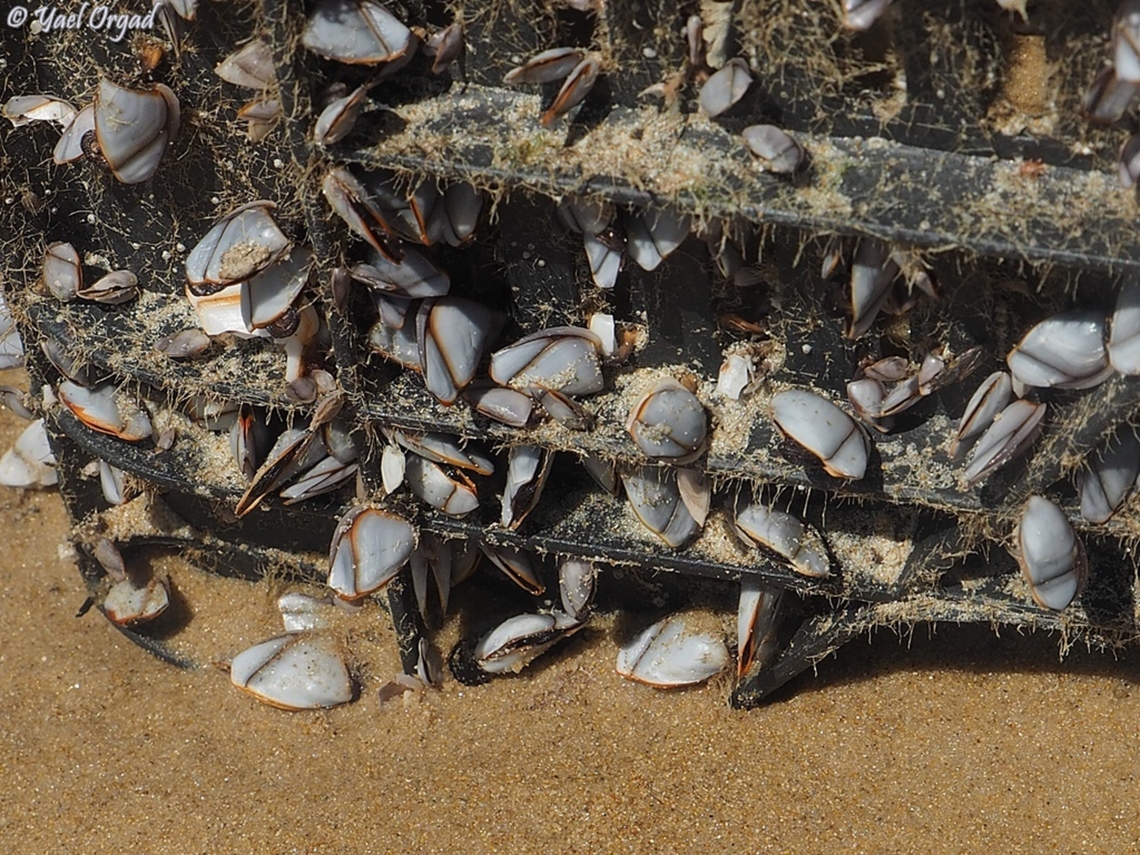 Lepas indica  Geotagged,Israel,Lepas indica,Spring