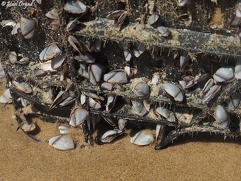Lepas indica  Geotagged,Israel,Lepas indica,Spring