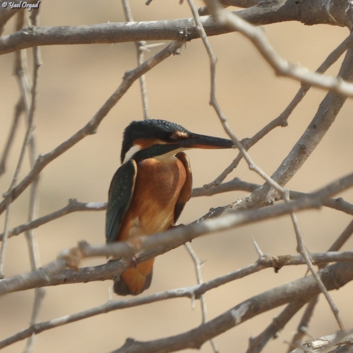 Alcedo atthis the correct date is: 20/9/2024 Alcedo atthis,Common Kingfisher,Fall,Geotagged,Israel