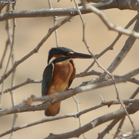 Alcedo atthis the correct date is: 20/9/2024 Alcedo atthis,Common Kingfisher,Fall,Geotagged,Israel