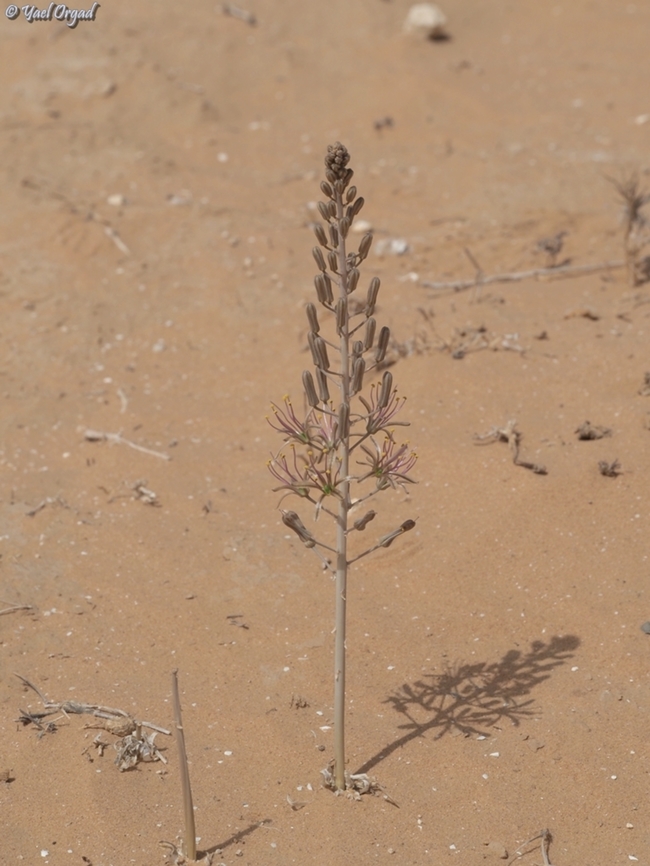 Drimia palaestina  Drimia palaestina,Geotagged,Israel,Summer