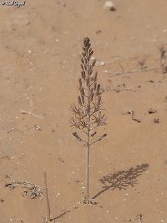 Drimia palaestina  Drimia palaestina,Geotagged,Israel,Summer