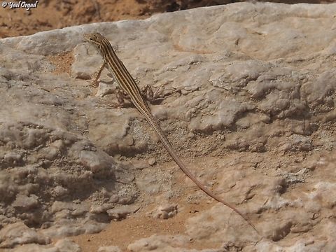 Acanthodactylus schreiberi  Acanthodactylus schreiberi,Geotagged,Israel,Schreibers fringe-fingered lizard,Summer