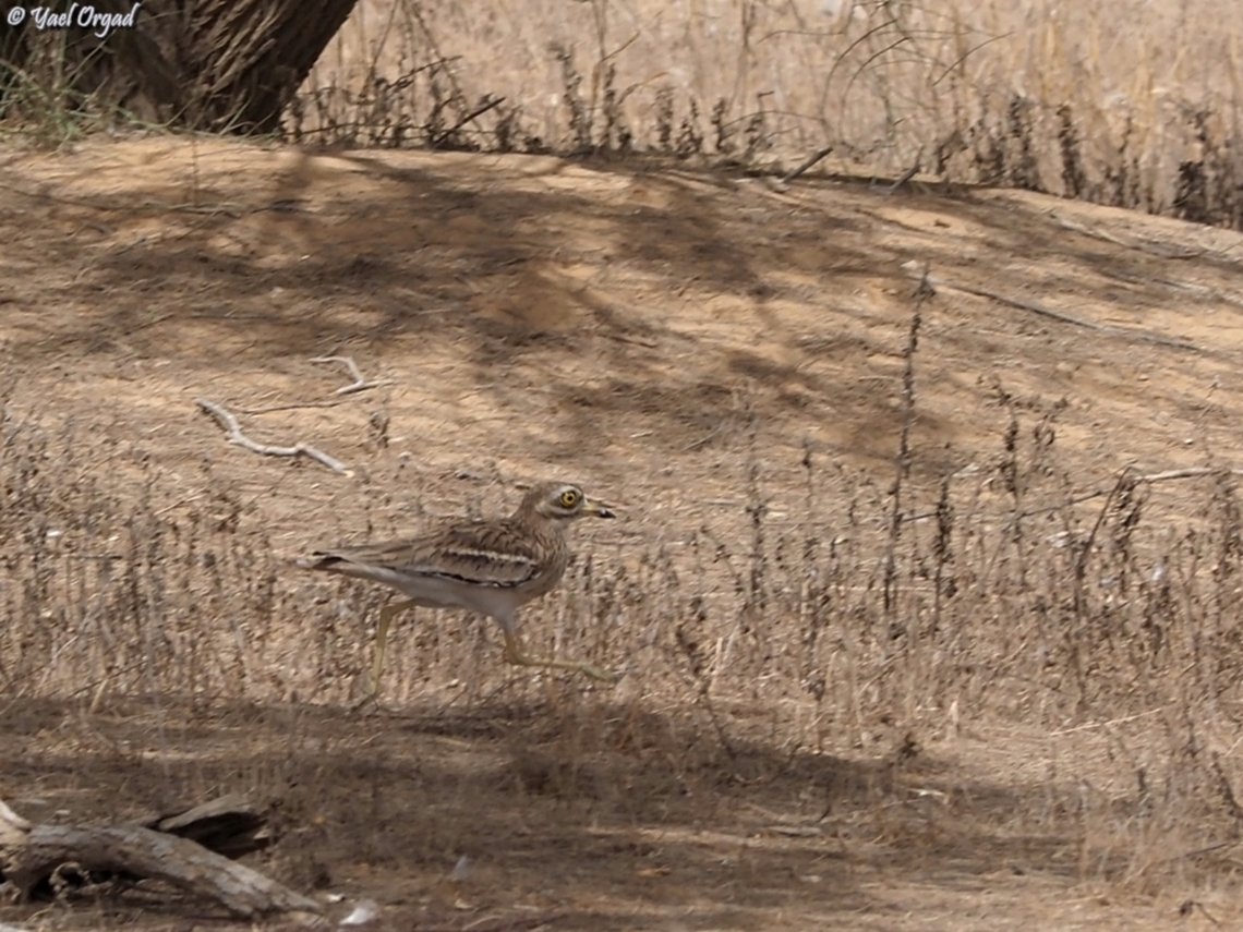 Burhinus oedicnemus  Burhinus oedicnemus,Eurasian stone-curlew,Geotagged,Israel,Summer
