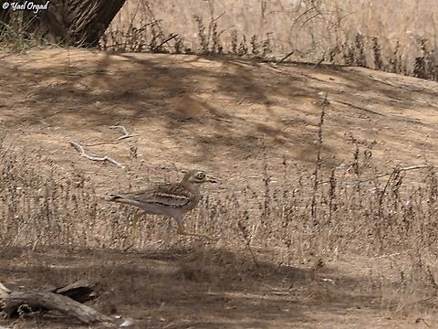Burhinus oedicnemus  Burhinus oedicnemus,Eurasian stone-curlew,Geotagged,Israel,Summer