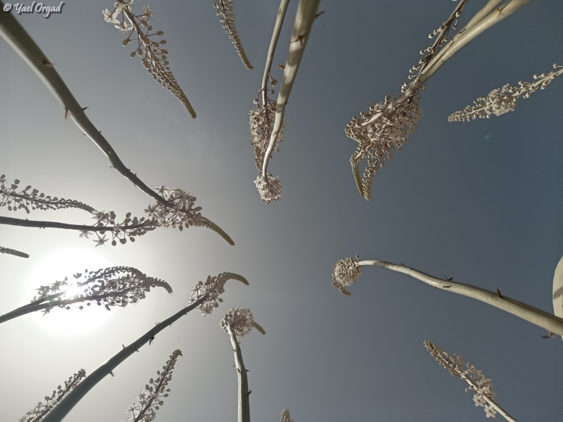 Drimia aphylla  Drimia aphylla,Geotagged,Israel,Summer