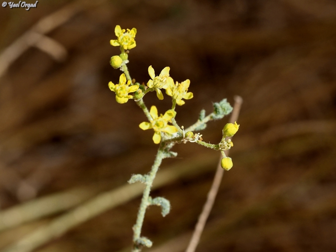 Haplophyllum tuberculatum  Geotagged,Haplophyllum tuberculatum,Israel,Summer