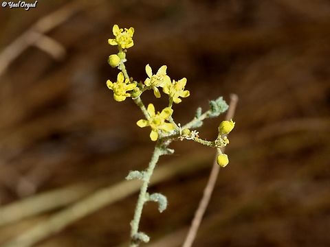 Haplophyllum tuberculatum  Geotagged,Haplophyllum tuberculatum,Israel,Summer