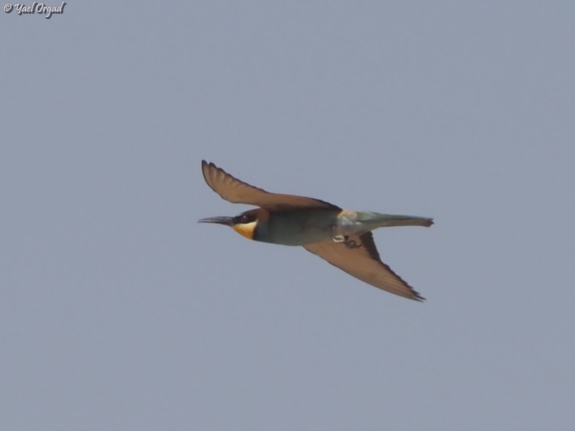 merops apiaster  European bee-eater,Geotagged,Israel,Merops apiaster,Summer
