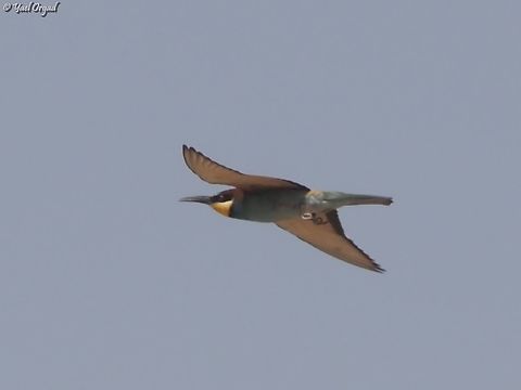 merops apiaster  European bee-eater,Geotagged,Israel,Merops apiaster,Summer