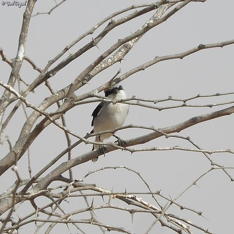 Lanius excubitor  Fall,Geotagged,Great grey shrike,Israel,Lanius excubitor